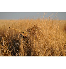 BANDED Killerweed Singles